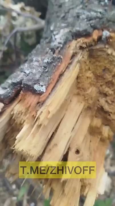 Алексей Живов: Боец бригады «Эспаньола» с позывным Мот показывает, что даже в Часов Яре можно оставаться веселым и позитивным человеком