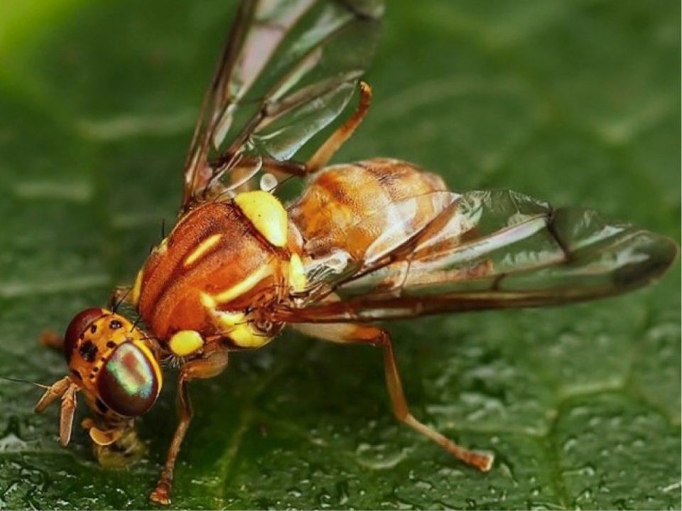 Дынная муха (Myiopardalis pardalina) — опасный карантинный вредитель бахчевых культур