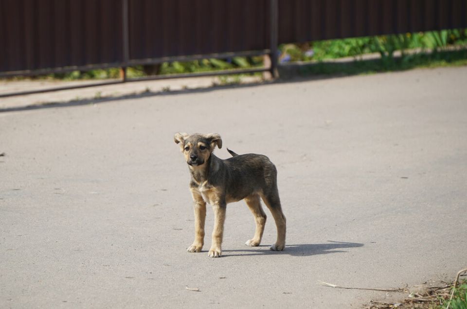 Более 130 бездомных животных получили помощь в Донецке на этой неделе
