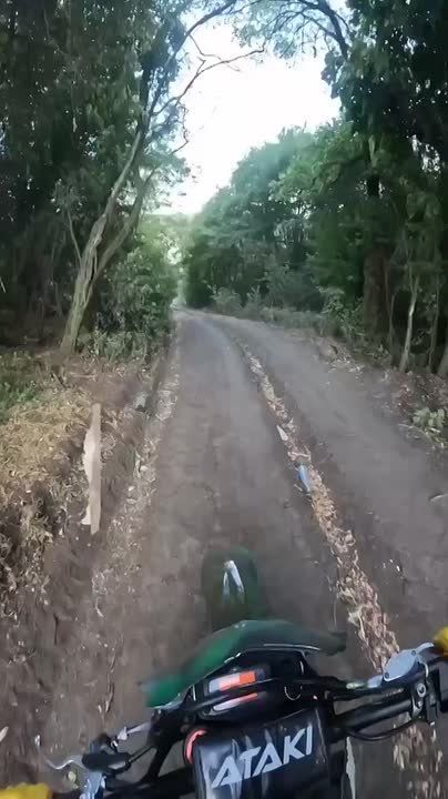 Дорогие друзья, подпольщики и партизаны!