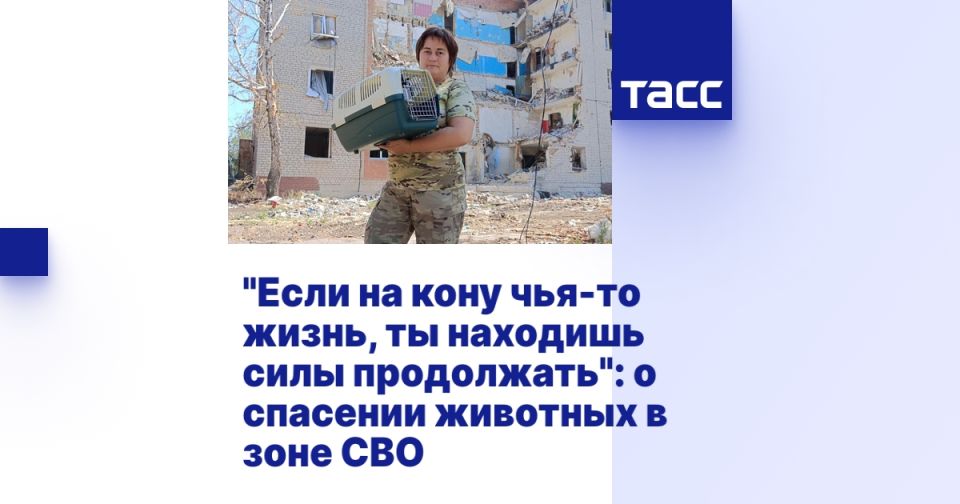 "Если на кону чья-то жизнь, ты находишь силы продолжать": о спасении животных в зоне СВО