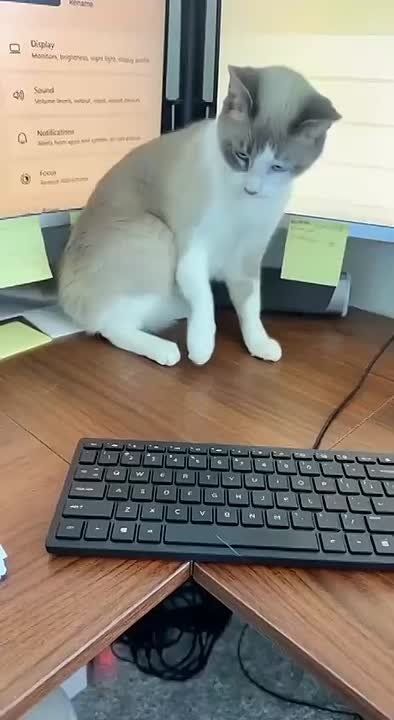 ���� ������ ��������� - ������� ������
