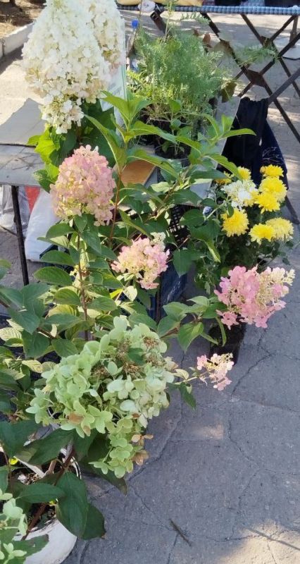 В Ждановке прошла ярмарка. 20 августа у городского центра культуры и досуга были представлены товары от производителей и предпринимателей из разных городов Донецкой Народной Республики