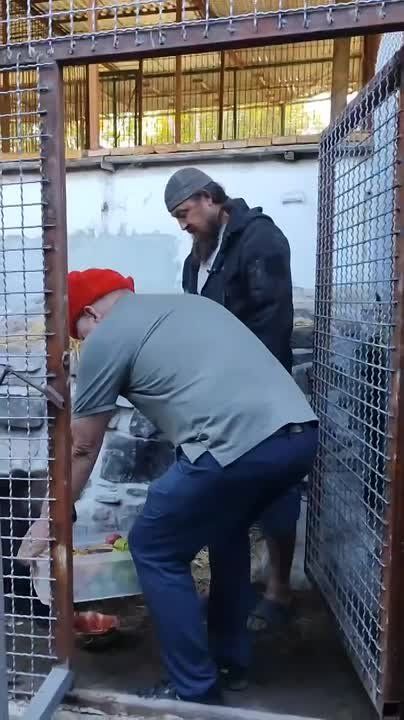 � �������� ���� �����������, ������� ����������