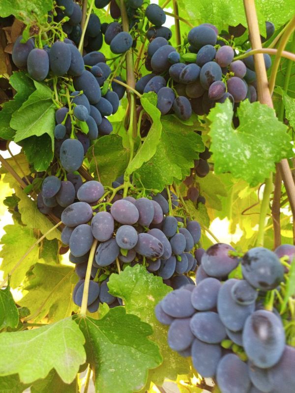 Доброе утро, Амвросиевский муниципальный округ!