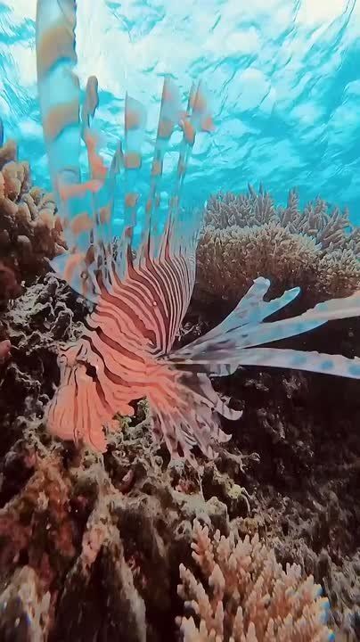 Спокойной ночи, Мариуполь!