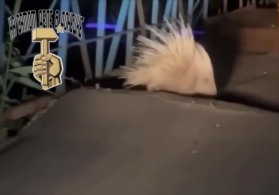 Просто дикобраз на улицах Мариуполя