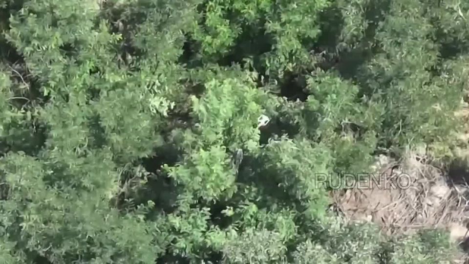 ������ �������: ��������� ���� ����� ����������� ����� � ��� ��������� ����� ���������� ���� 56-� ����� ���