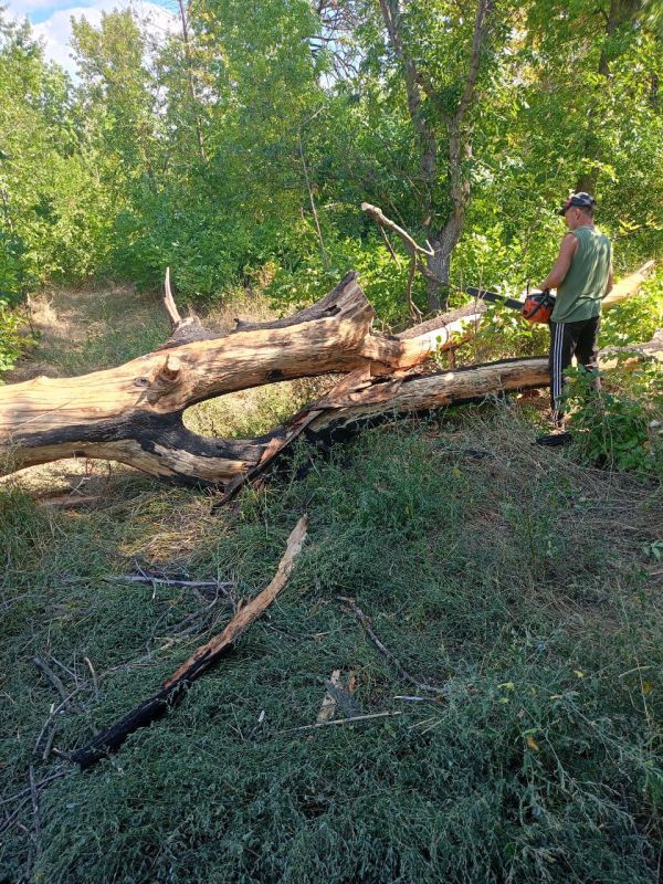 Константин Зинченко: В Новотроицком решена проблема с аварийными деревьями