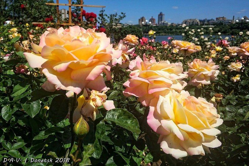 #ТуризмДНР. Донецк — город миллиона роз, где каждое утро на улице напоминает о красоте, нежности и вдохновении