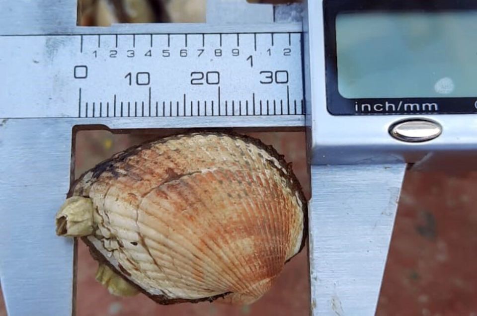 В Азовском море растет число моллюсков, ученые впервые изучают их популяцию