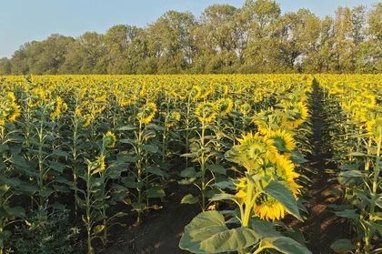 ������ �� ������: ���������� ������� ������� ������ ����������� ��������������