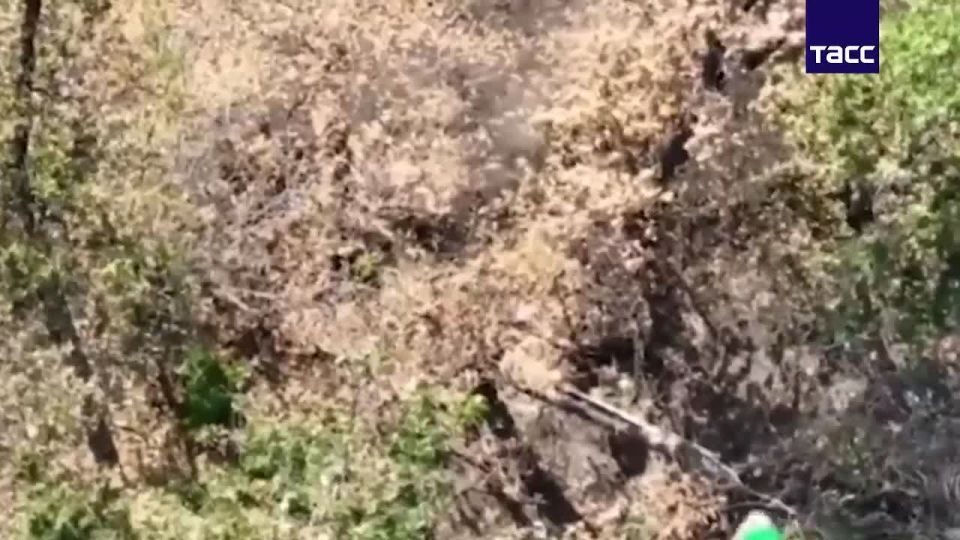 ����� ����������� �������� ������ "�����" (������� ����������������, �������� � ��)