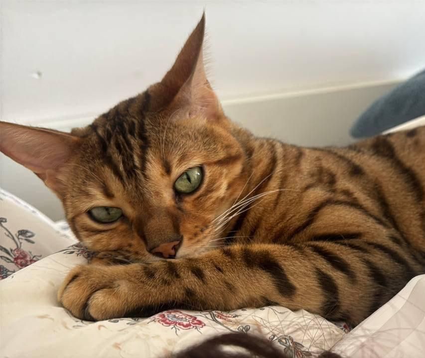 Семья из Москвы лишилась кота после того, как отдала его на передержку: они уверены, что животное украли и продали