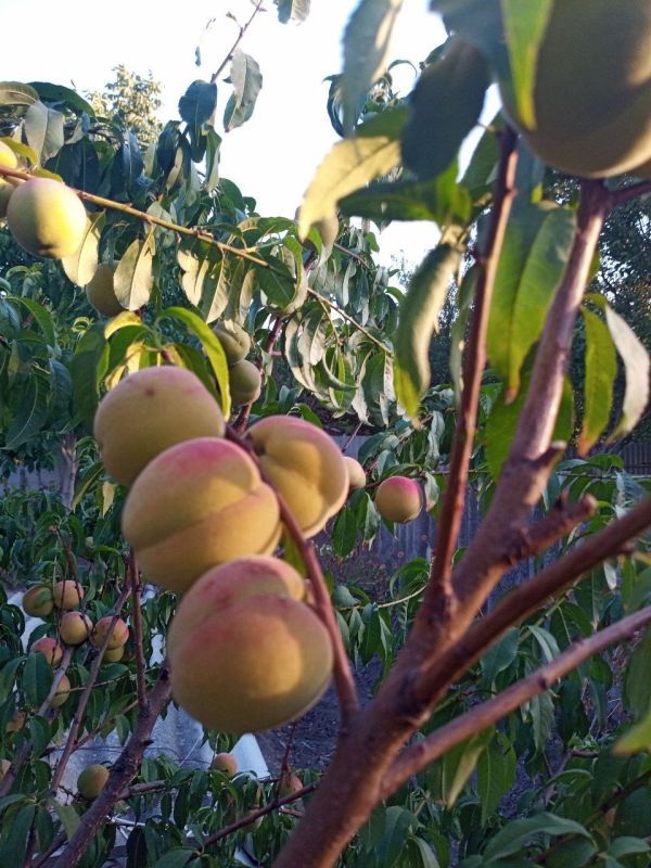 Игорь Лызов: Доброе утро, Амвросиевский муниципальный округ!