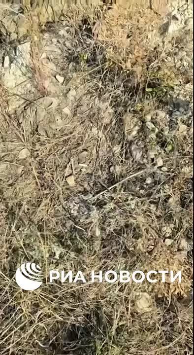 ��������� �������: ����� �.�. ���������� (���). �� ����� � ��������� ��� ����������� �� �� � �������������� ������