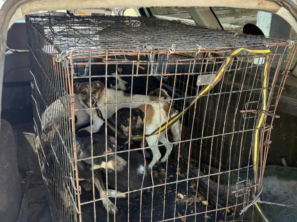 В населённых пунктах Амвросиевского округа проводится отлов бездомных собак