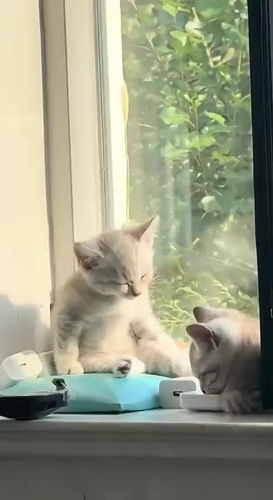 ����. �����������. �������� ����������