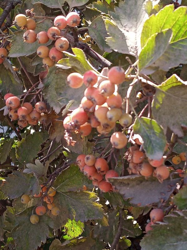 Доброе утро, Амвросиевский муниципальный округ!