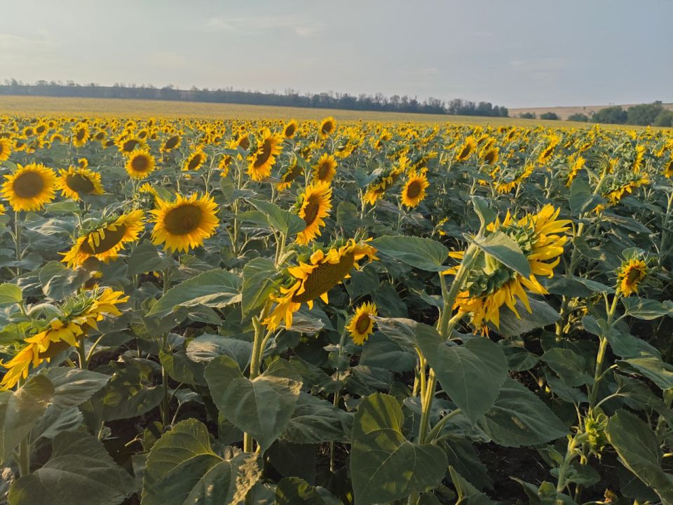 Болезни и вредители не угрожают подсолнечнику и кукурузе в ДНР