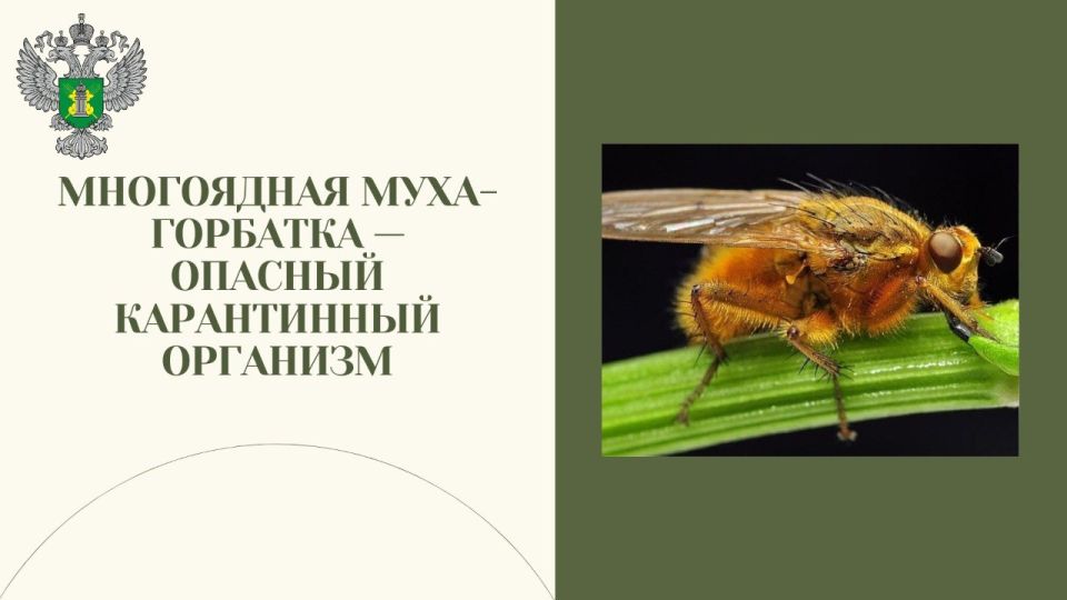 #карантинный_объект. С января по 11 сентября текущего года по инициативе контролируемых лиц сотрудники Управления Россельхознадзора по ДНР и ЛНР осуществили 35 консультационных выездов на предприятия Луганской Народной...