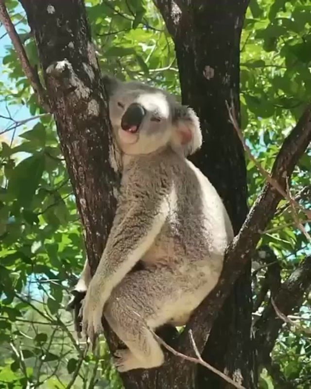 ��������� ����, ���������!