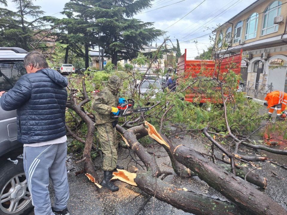 Шторм повалил деревья в Ялте – коммунальщики борются с последствиями