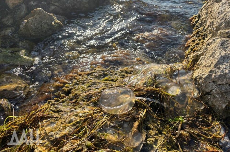 Ученые проследили за распределением медуз в Азовском море. Где их больше всего?