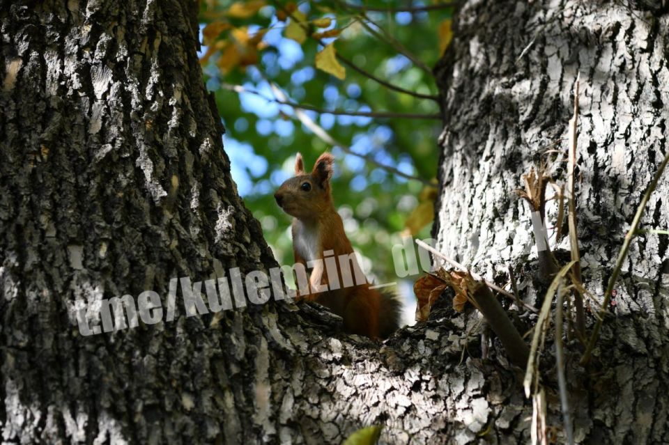 ������� ��������: ������� ��������� �������