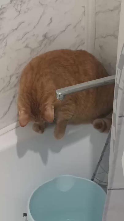 Даже котики (и котищи) в Донецке ждут воду