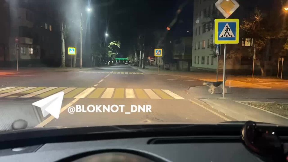 Законопослушная собака на Щорса знает ПДД