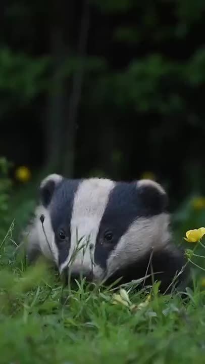 ��������� ����, ���������!