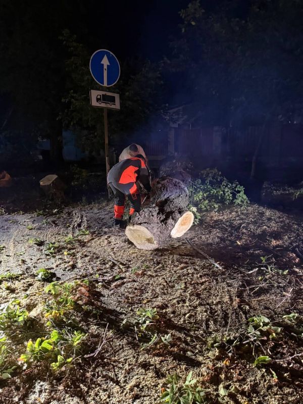 В Ждановке аварийная бригада Магаданской области помогла убрать упавшее дерево с проезжей части