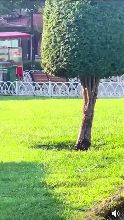 �����-�� �������� � ��� �������