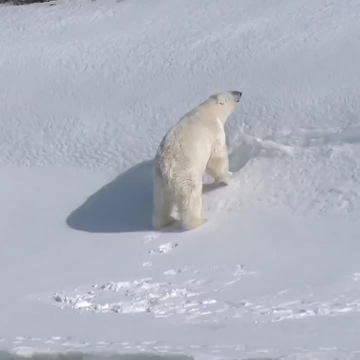 ��������� ����, ���������!