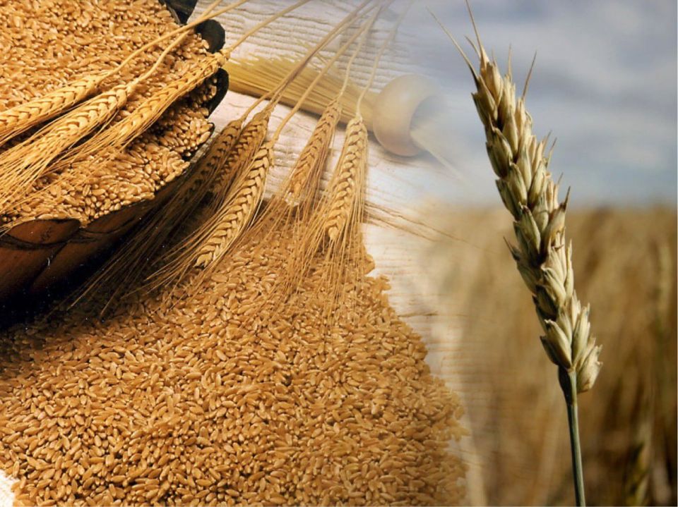 С 1 по 23 сентября 2025 года Управлением Россельхознадзора по Донецкой Народной Республике и Луганской Народной Республике по результатам проведения наблюдений за соблюдением обязательных технического регламента Таможенного...