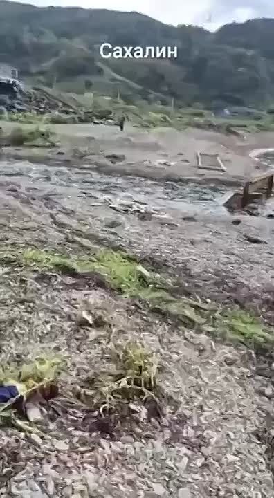 ���� �����-�� �� �������� ��������