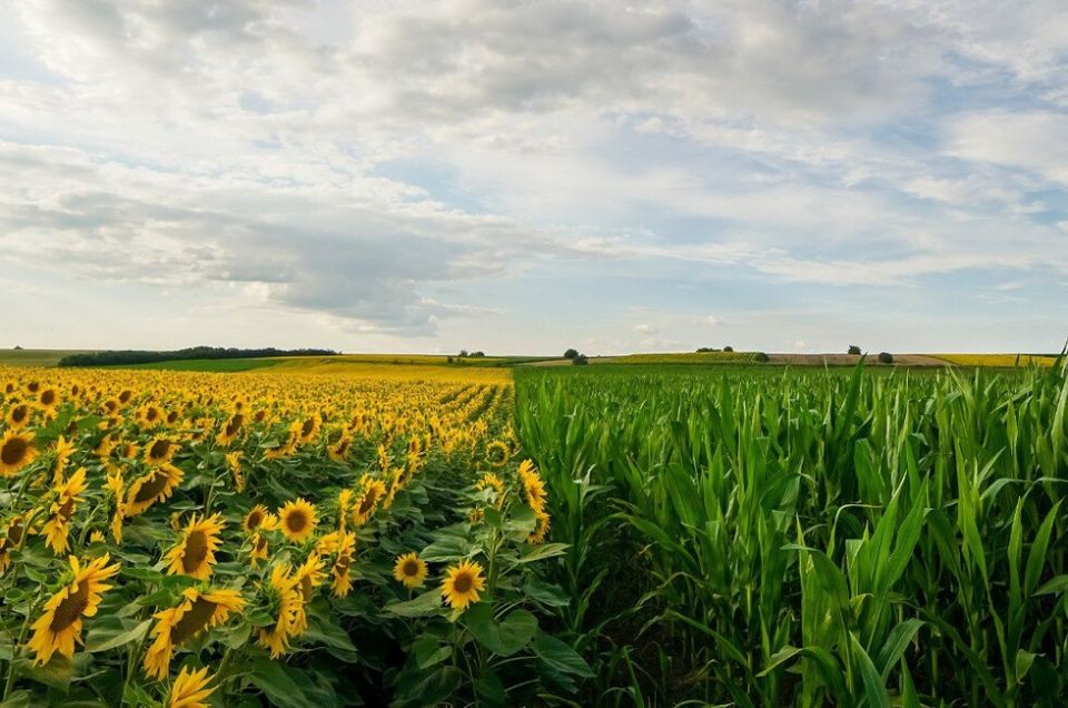 Инвесторы вложили в агропром ДНР более 600 млн рублей с 2022 года