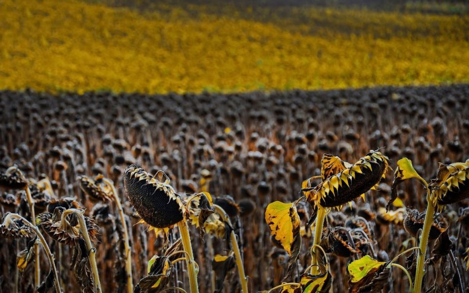 Подсолнечник убирают, озимые – сеют