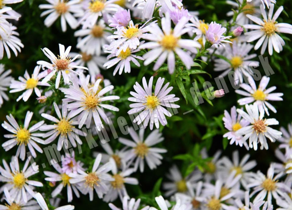 ������� ��������: ������� ��� �������!