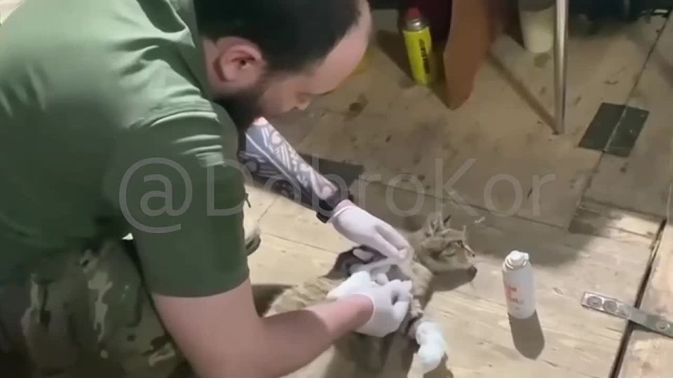 Наши бойцы спасли раненого пушистика