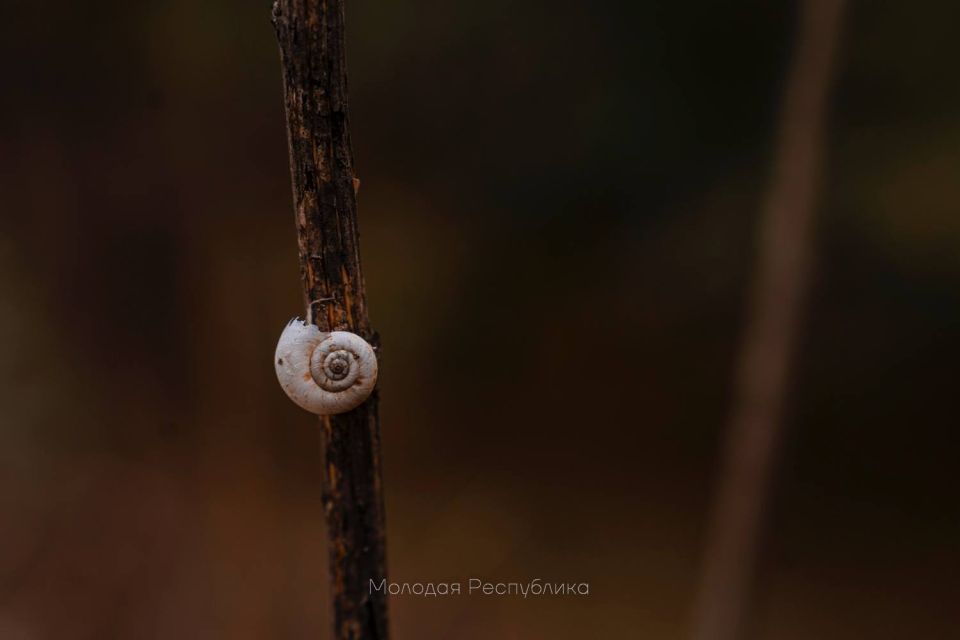 ����� ������ ������� ��������