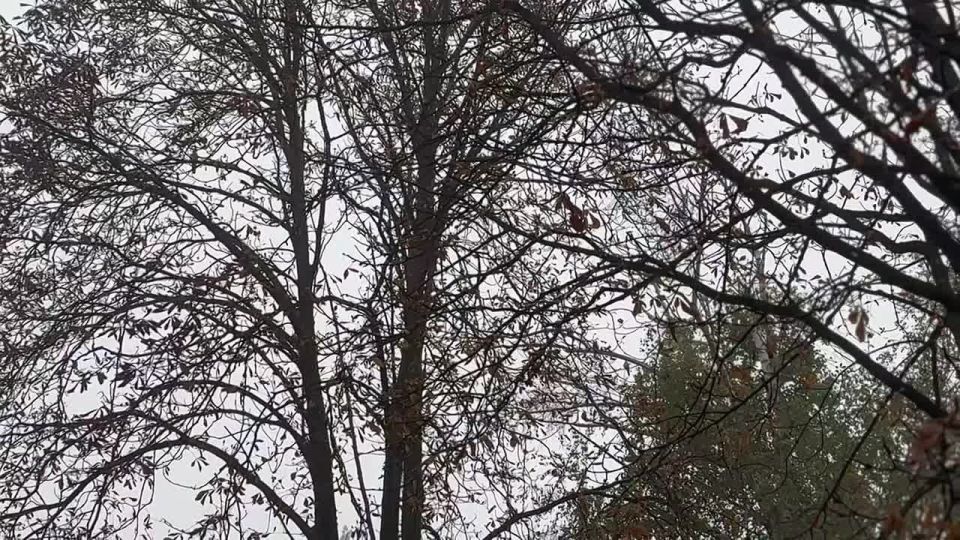 Константин Зинченко: Волноваха семимильными шагами погружается в осень, но не становится от этого менее прекрасной