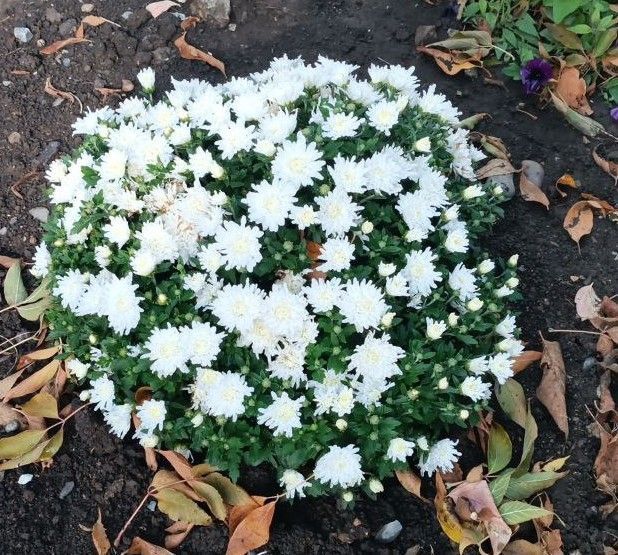 Игорь Лызов: Доброе утро, Амвросиевский муниципальный округ!