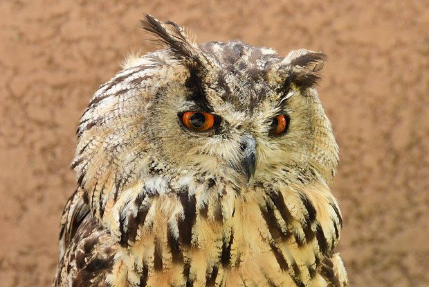 ГТРК Самара: Российские военные спасли сову из плена в зоне СВО