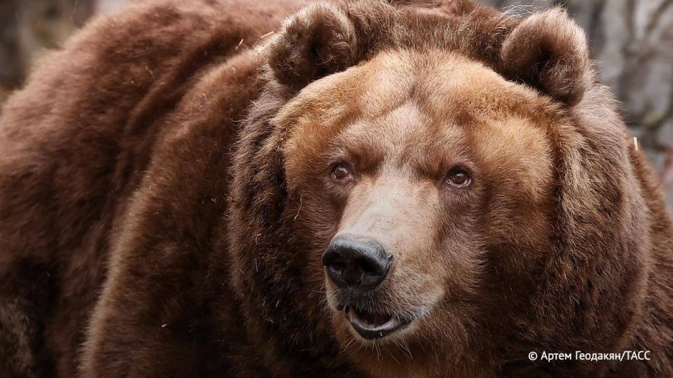 Медведя обезвредили в городе Абаза в Хакасии