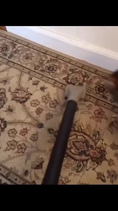 ����������� ����, ���� ������, ������� ������ � ���������