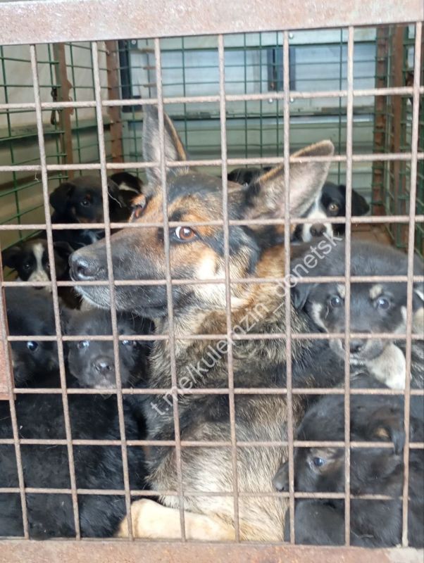 ������� ��������: ����������� ����������� ��������� � ������ ���������� �������� ������ �� �������� ��������� ��������