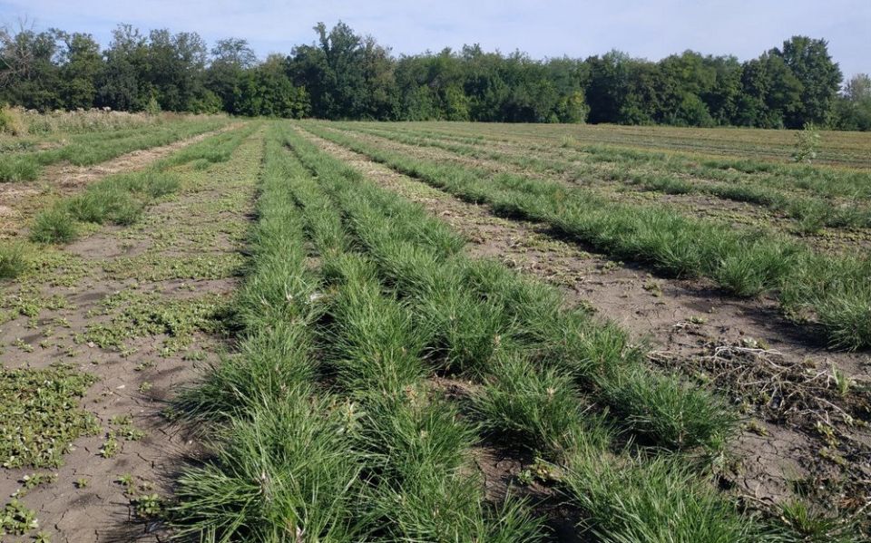 Минприроды ДНР с 16 октября начали мероприятия по посадке лесных насаждений