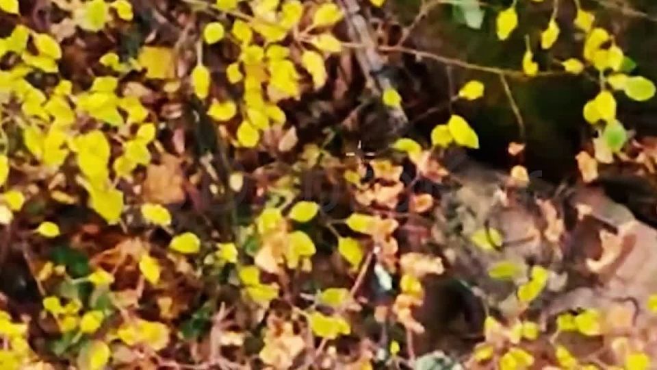 ДРГ ВСУ не справилось. На Краматорско-Дружковском направлении, в зоне ответственности бригады «Невский» Добровольческого корпуса была выявлена диверсионно-разведывательная группа ВСУ из трех «хероев»